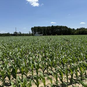 Photo #12 of SOLD property in Off Fodiesville Road, Shannon, NC 9.6 acres