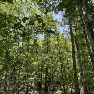 Photo #19 of SOLD property in Off Fodiesville Road, Shannon, NC 9.6 acres
