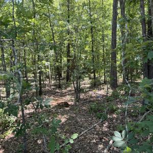 Photo #9 of SOLD property in Off Fodiesville Road, Shannon, NC 9.6 acres
