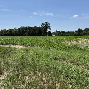 Photo #22 of SOLD property in Off Fodiesville Road, Shannon, NC 9.6 acres