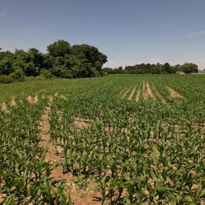 Photo #14 of SOLD property in Off Fodiesville Road, Shannon, NC 4.8 acres