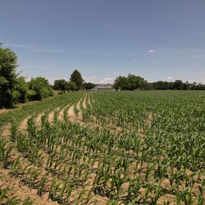 Photo #16 of SOLD property in Off Fodiesville Road, Shannon, NC 4.8 acres