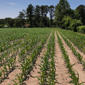 Photo #6 of SOLD property in Off Fodiesville Road, Shannon, NC 4.8 acres
