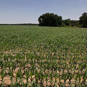 Photo #7 of SOLD property in Off Fodiesville Road, Shannon, NC 4.8 acres