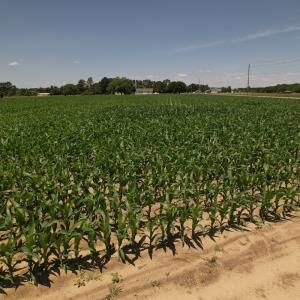 Photo #3 of SOLD property in Off Shannon Road, Shannon, NC 3.5 acres