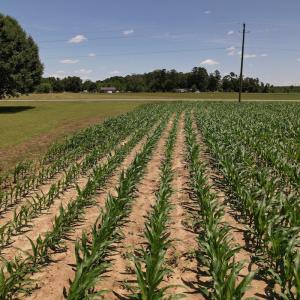 Photo #23 of SOLD property in Off Shannon Road, Shannon, NC 3.5 acres