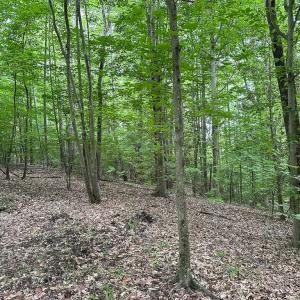 Photo #16 of 368 Greenbriar Rd, Walkerton, VA 9.5 acres