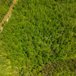 Photo #19 of SOLD property in Lot-2 - Off Wilson Road, Providence, NC 6.2 acres