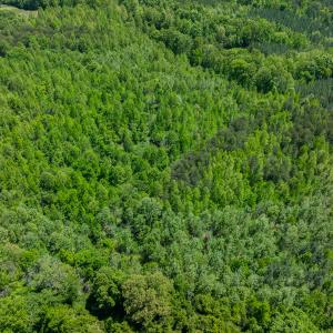 Photo #34 of SOLD property in Lot-2 - Off Wilson Road, Providence, NC 6.2 acres