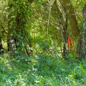 Photo #6 of SOLD property in Lot-3 - Off Wilson Road, Providence, NC 5.0 acres