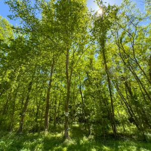 Photo #15 of SOLD property in Lot-3 - Off Wilson Road, Providence, NC 5.0 acres