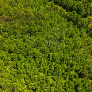 Photo #20 of SOLD property in Lot-3 - Off Wilson Road, Providence, NC 5.0 acres