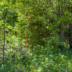 Photo #12 of SOLD property in Lot-4 - Off Wilson Road, Providence, NC 5.7 acres