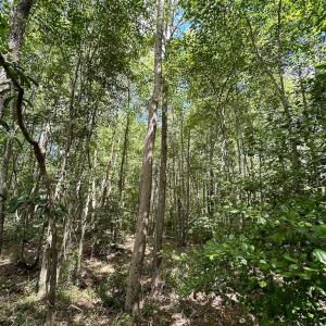 Photo #10 of Off Bobcat Ln, Franklin, VA 30.0 acres