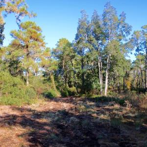 Photo #7 of SOLD property in Off Dunbar Canal Rd - Lot #44, Currituck, NC 60.0 acres