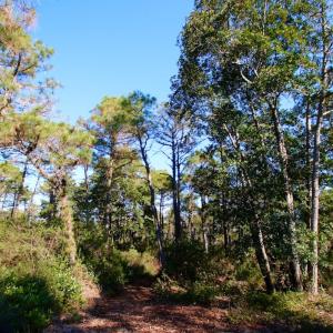 Photo #16 of SOLD property in Off Dunbar Canal Rd - Lot #44, Currituck, NC 60.0 acres