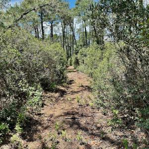 Photo #27 of SOLD property in Off Dunbar Canal Rd - Lot #44, Currituck, NC 60.0 acres
