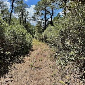 Photo #29 of SOLD property in Off Dunbar Canal Rd - Lot #44, Currituck, NC 60.0 acres