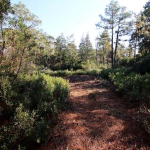 Photo #32 of SOLD property in Off Dunbar Canal Rd - Lot #44, Currituck, NC 60.0 acres