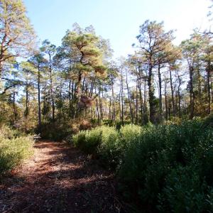 Photo #35 of SOLD property in Off Dunbar Canal Rd - Lot #44, Currituck, NC 60.0 acres