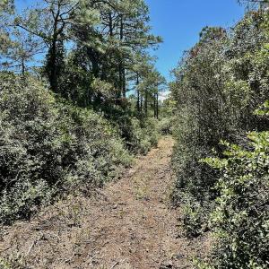Photo #37 of SOLD property in Off Dunbar Canal Rd - Lot #44, Currituck, NC 60.0 acres