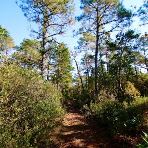 Photo #39 of SOLD property in Off Dunbar Canal Rd - Lot #44, Currituck, NC 60.0 acres