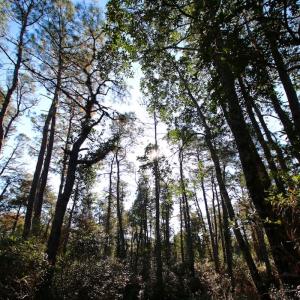 Photo #41 of SOLD property in Off Dunbar Canal Rd - Lot #44, Currituck, NC 60.0 acres