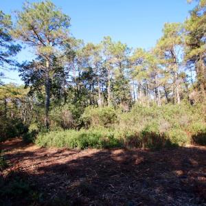 Photo #43 of SOLD property in Off Dunbar Canal Rd - Lot #44, Currituck, NC 60.0 acres