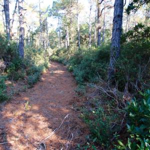 Photo #45 of SOLD property in Off Dunbar Canal Rd - Lot #44, Currituck, NC 60.0 acres