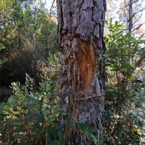 Photo #52 of SOLD property in Off Dunbar Canal Rd - Lot #44, Currituck, NC 60.0 acres