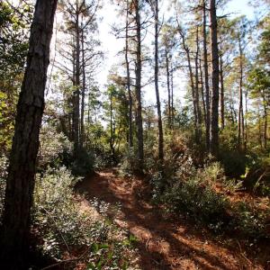 Photo #54 of SOLD property in Off Dunbar Canal Rd - Lot #44, Currituck, NC 60.0 acres