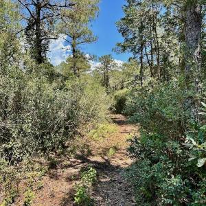 Photo #57 of SOLD property in Off Dunbar Canal Rd - Lot #44, Currituck, NC 60.0 acres