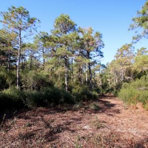 Photo #58 of SOLD property in Off Dunbar Canal Rd - Lot #44, Currituck, NC 60.0 acres