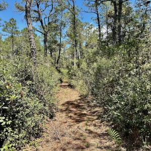 Photo #59 of SOLD property in Off Dunbar Canal Rd - Lot #44, Currituck, NC 60.0 acres