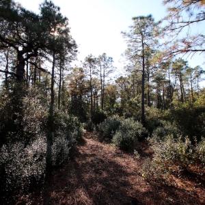 Photo #61 of SOLD property in Off Dunbar Canal Rd - Lot #44, Currituck, NC 60.0 acres