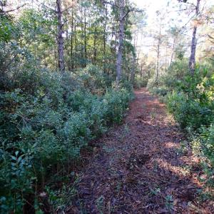 Photo #63 of SOLD property in Off Dunbar Canal Rd - Lot #44, Currituck, NC 60.0 acres