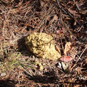 Photo #64 of SOLD property in Off Dunbar Canal Rd - Lot #44, Currituck, NC 60.0 acres