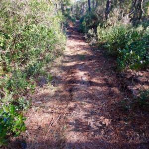 Photo #66 of SOLD property in Off Dunbar Canal Rd - Lot #44, Currituck, NC 60.0 acres