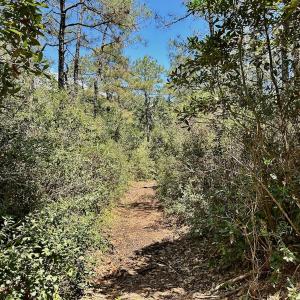 Photo #67 of SOLD property in Off Dunbar Canal Rd - Lot #44, Currituck, NC 60.0 acres