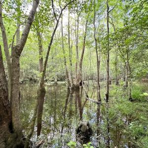 Photo #9 of SOLD property in Off Bobcat Ln, Franklin, VA 55.0 acres