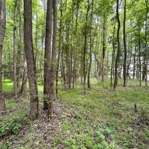 Photo #11 of SOLD property in Off Bobcat Ln, Franklin, VA 55.0 acres