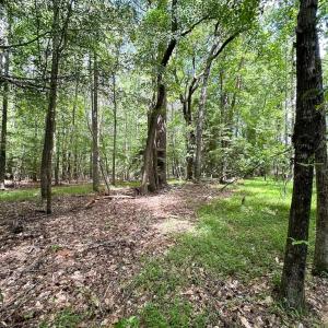Photo #12 of SOLD property in Off Bobcat Ln, Franklin, VA 55.0 acres