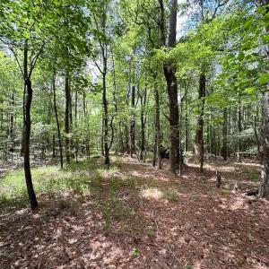 Photo #16 of SOLD property in Off Bobcat Ln, Franklin, VA 55.0 acres