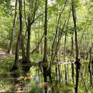 Photo #24 of SOLD property in Off Bobcat Ln, Franklin, VA 55.0 acres