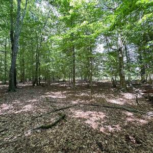 Photo #25 of SOLD property in Off Bobcat Ln, Franklin, VA 55.0 acres