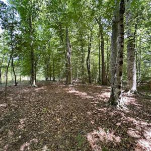 Photo #28 of SOLD property in Off Bobcat Ln, Franklin, VA 55.0 acres