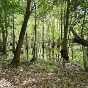 Photo #29 of SOLD property in Off Bobcat Ln, Franklin, VA 55.0 acres