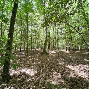 Photo #30 of SOLD property in Off Bobcat Ln, Franklin, VA 55.0 acres