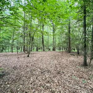 Photo #33 of SOLD property in Off Bobcat Ln, Franklin, VA 55.0 acres