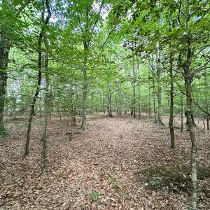 Photo #34 of SOLD property in Off Bobcat Ln, Franklin, VA 55.0 acres